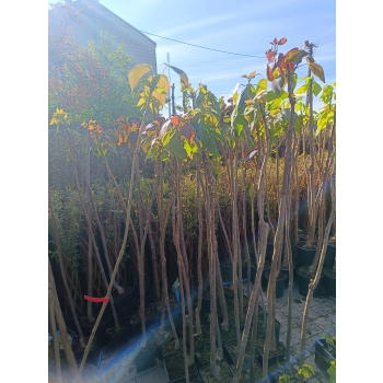 CATALPA KATALPA PURPUROWA na pniu kulista szczepiona - sadzonki 150 / 190 cm